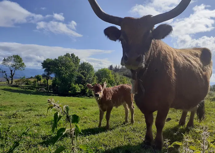 Εξοχικό σπίτι O Busto Aldea Rural, Horno 2 *